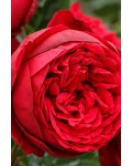 Роза чайно-гибридная спрей Ред Пиано|Hybrid Tea Spray Rose Red Piano|Троянда чайно-гібридна спрей Ред Піано 